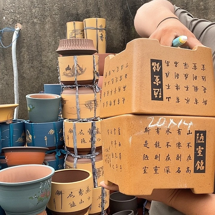 紫砂花盆盆栽植物