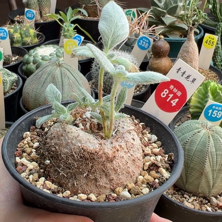 断崖女王6cm一棵仙人球