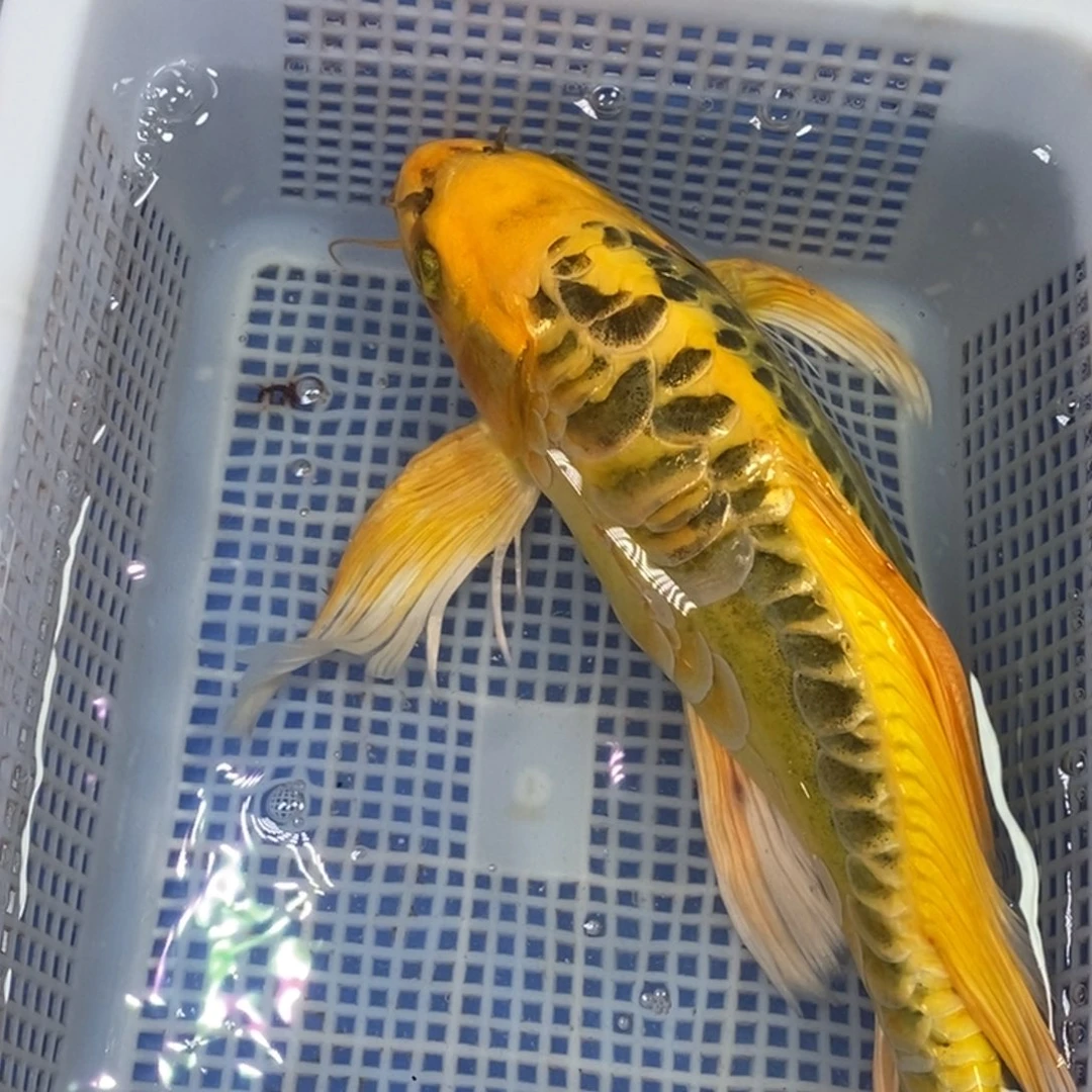 锦鲤冷水金龙包邮