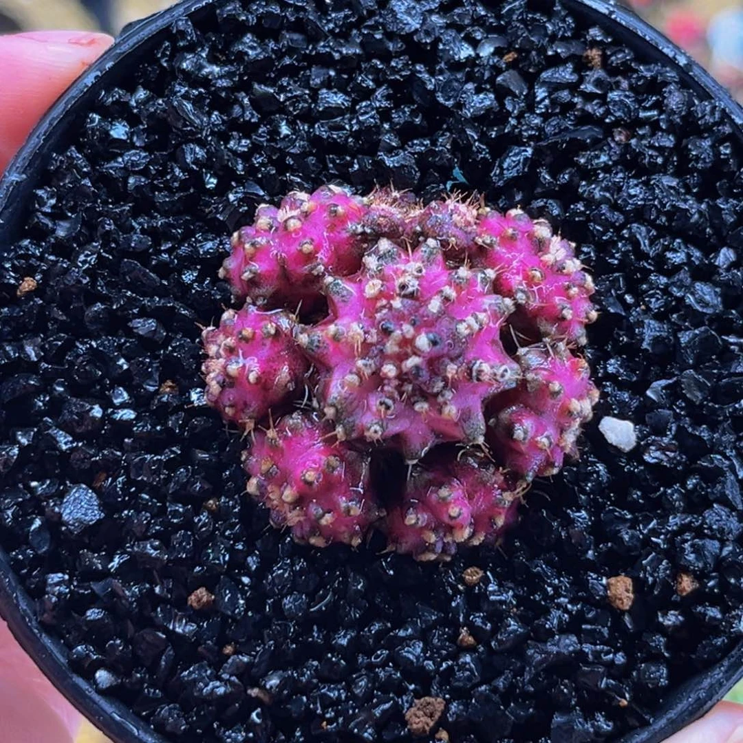 手捧花 米哈仙人球