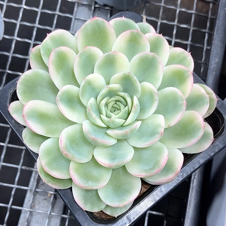 茉莉花锦一物一拍