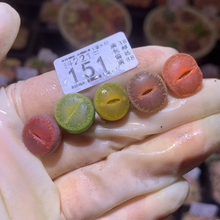 精品生石花221.151