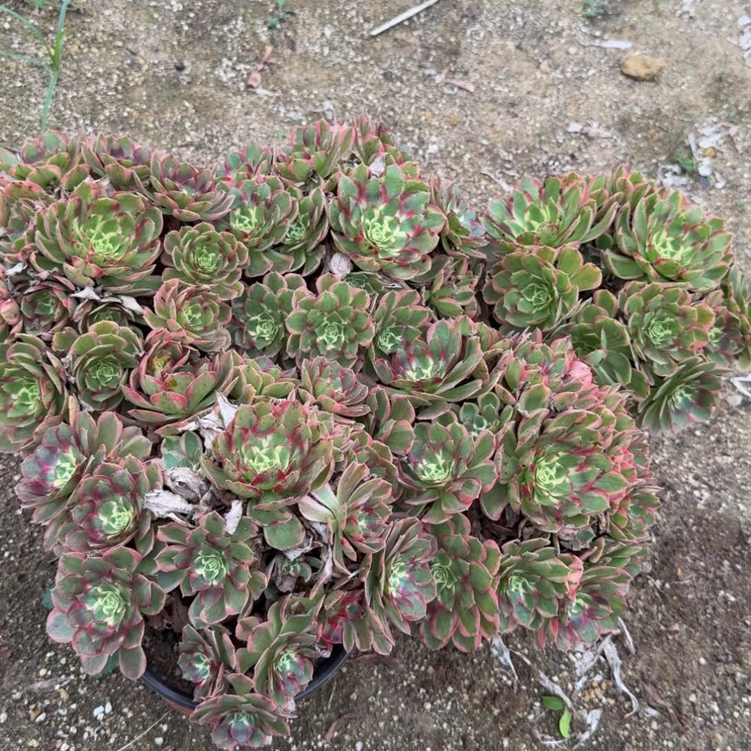 粉海王一颗。多肉植物