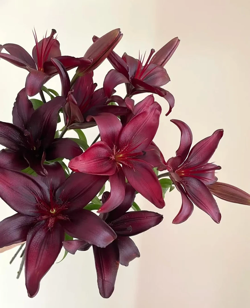 小黑石亚百合2头5支    云南基地鲜花直发  家养水养