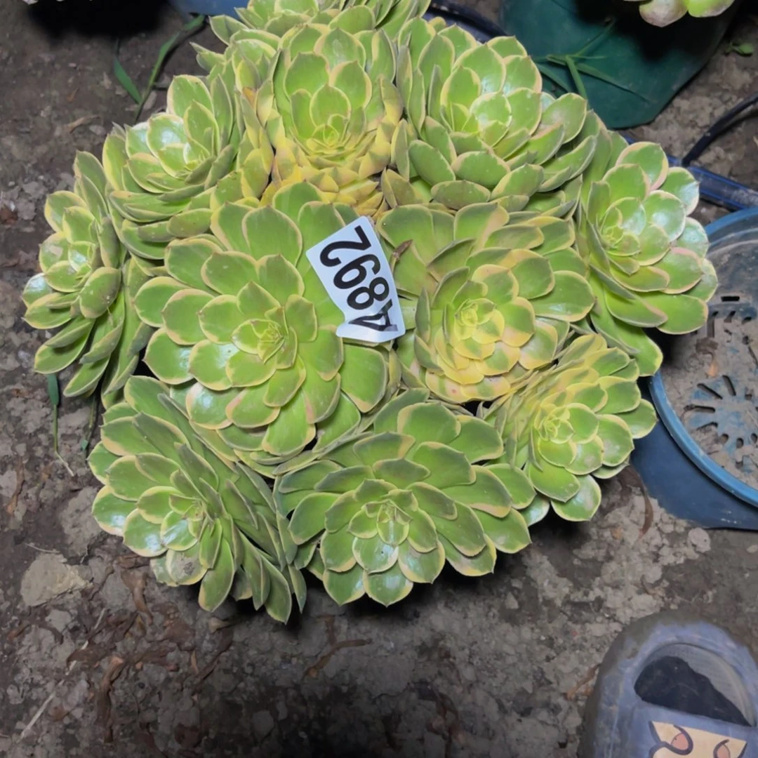 粉花妖26////29包邮