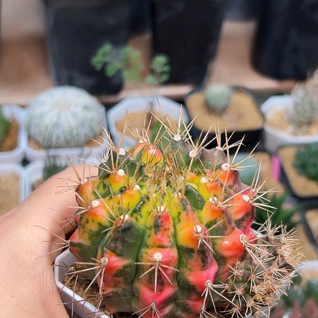 超刺翠晃冠锦一颗