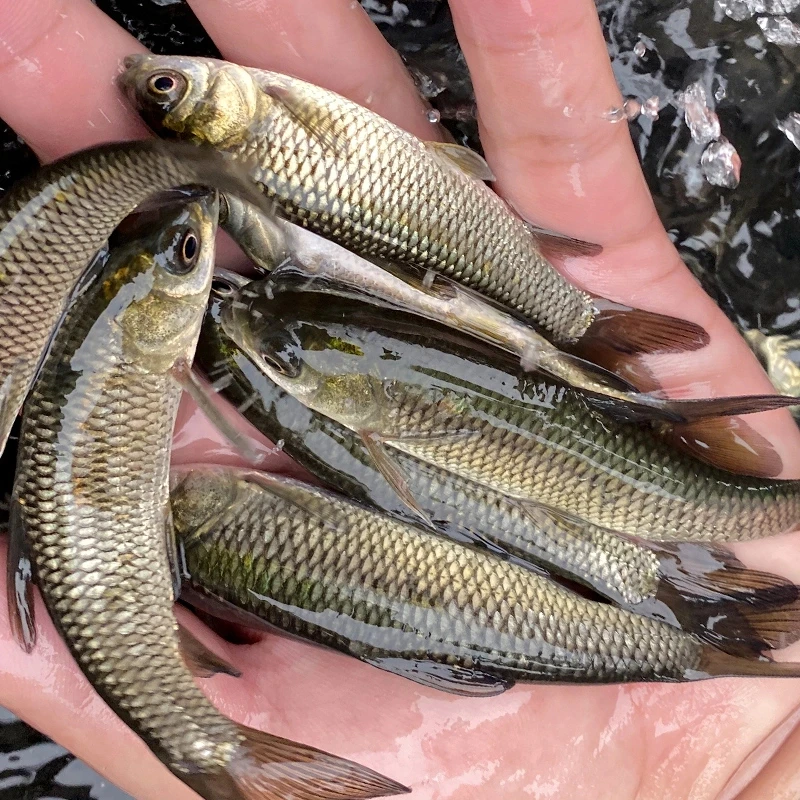 四川草鱼  每条1-17g左右   渔场直发  草皖