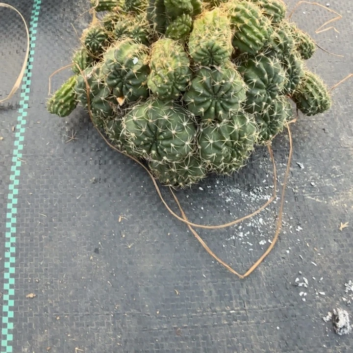 丽花仙人球仙人掌675