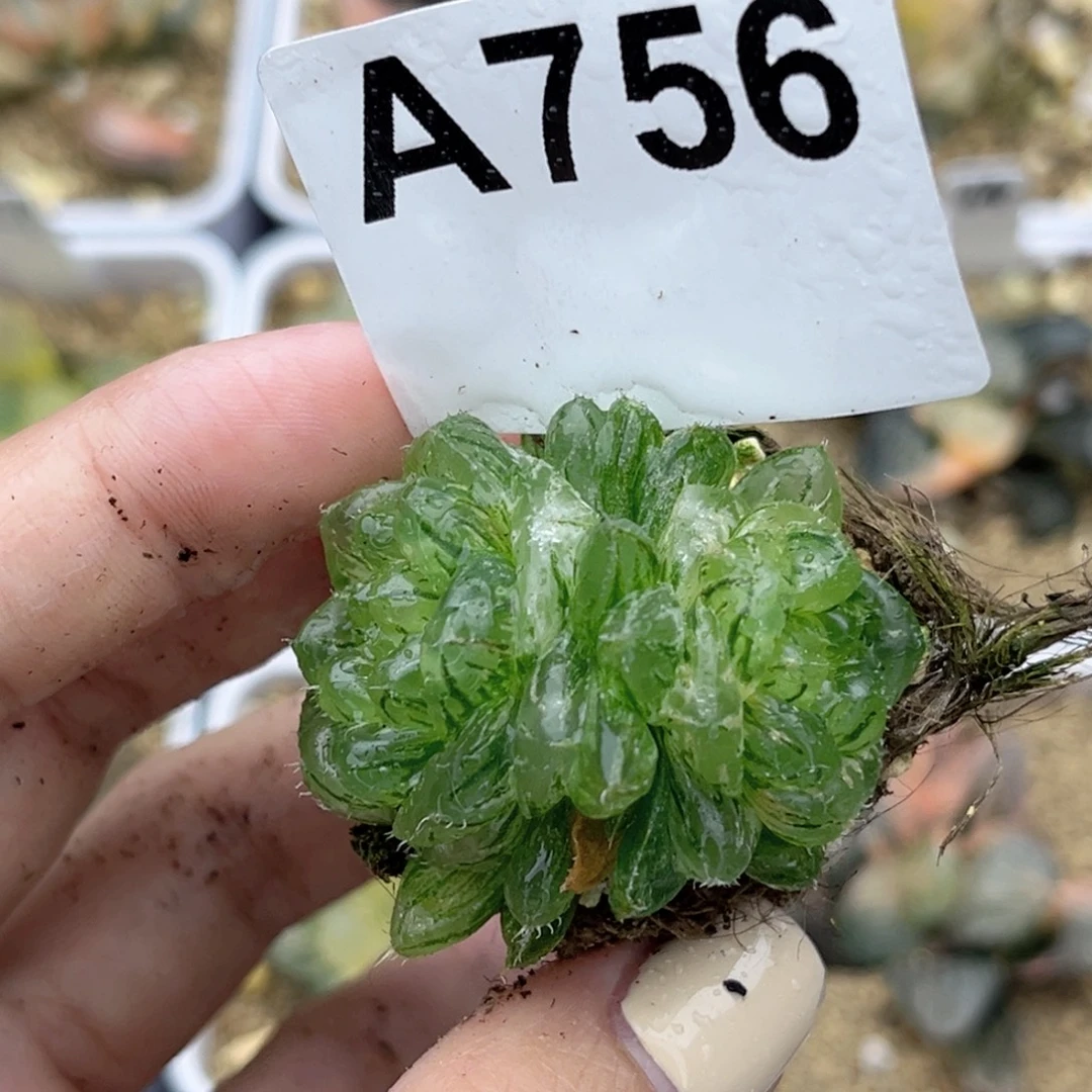 756双头翠云锦脱土发