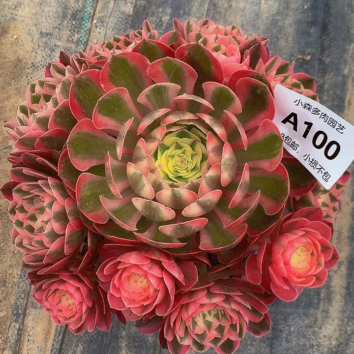 100荔枝多肉888888888