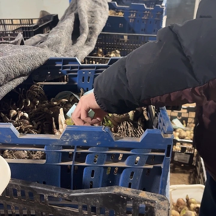 闪亮➕火烈鸟➕伊莲娜直径4公分自然球