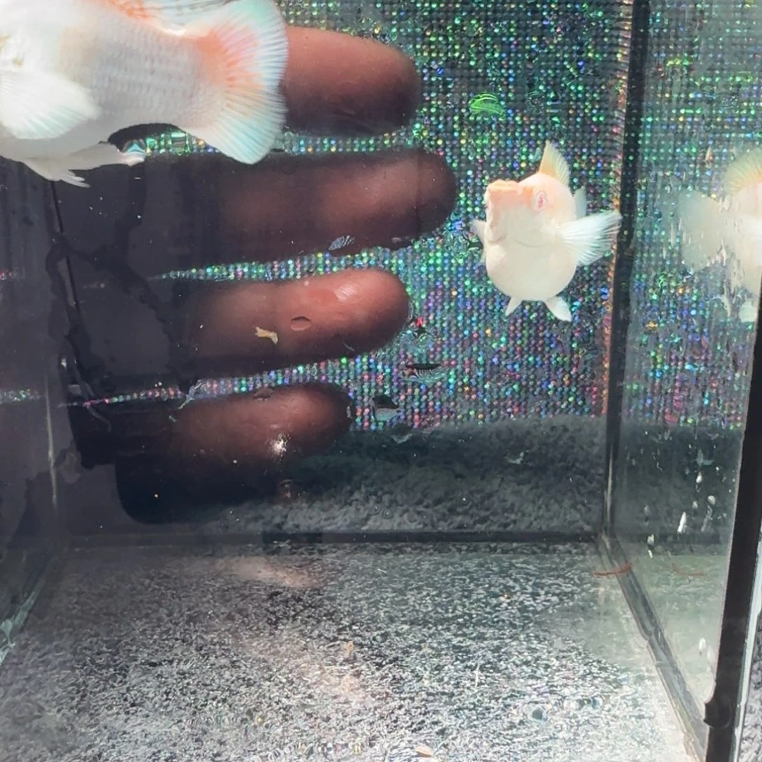 孔雀鱼瓷白粉钻玛丽一对