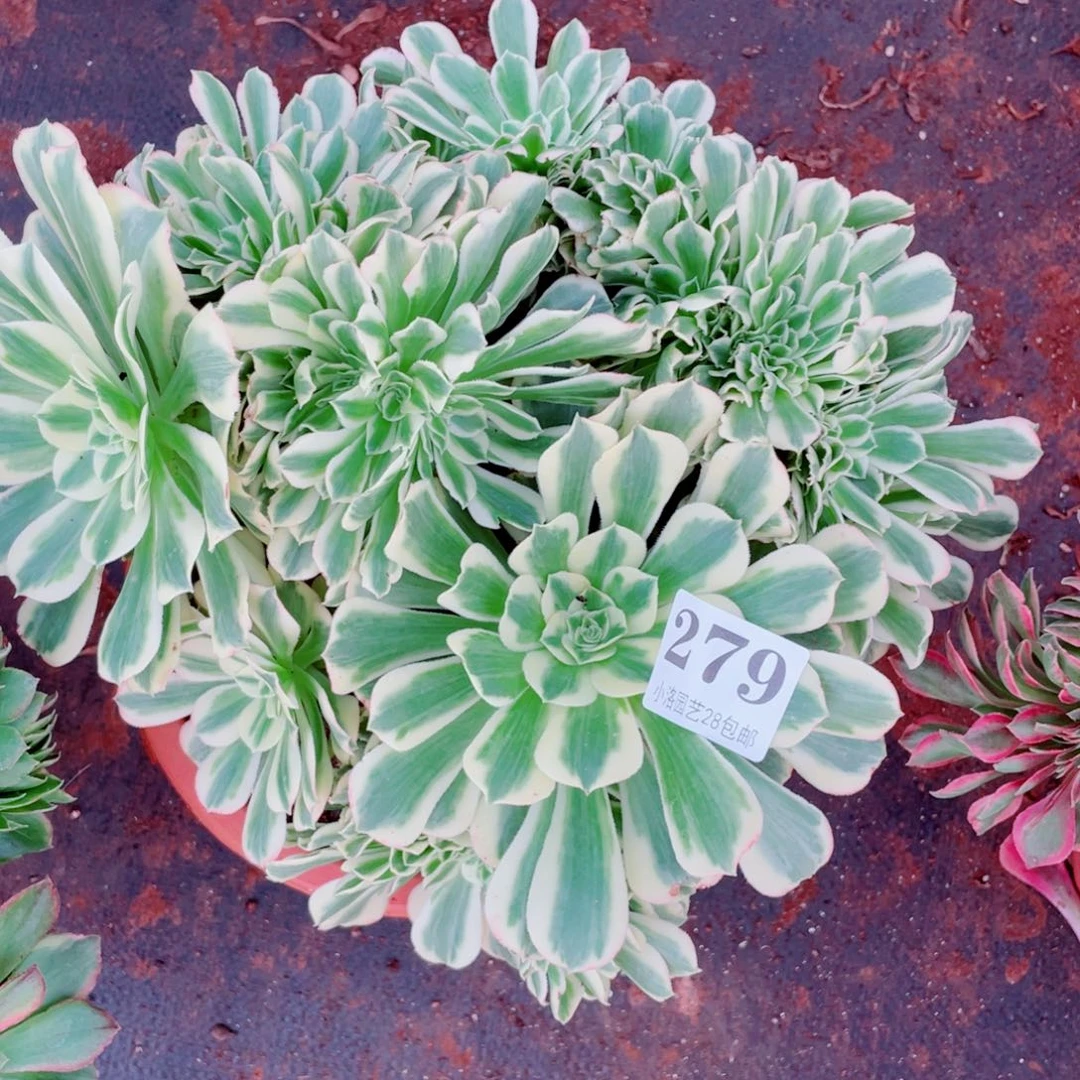 279号迈巴赫缀化多肉植物法师