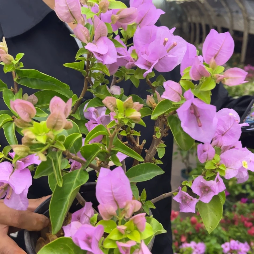 完全开放（艾比）三角梅会落花落叶会光杆苗有大有小