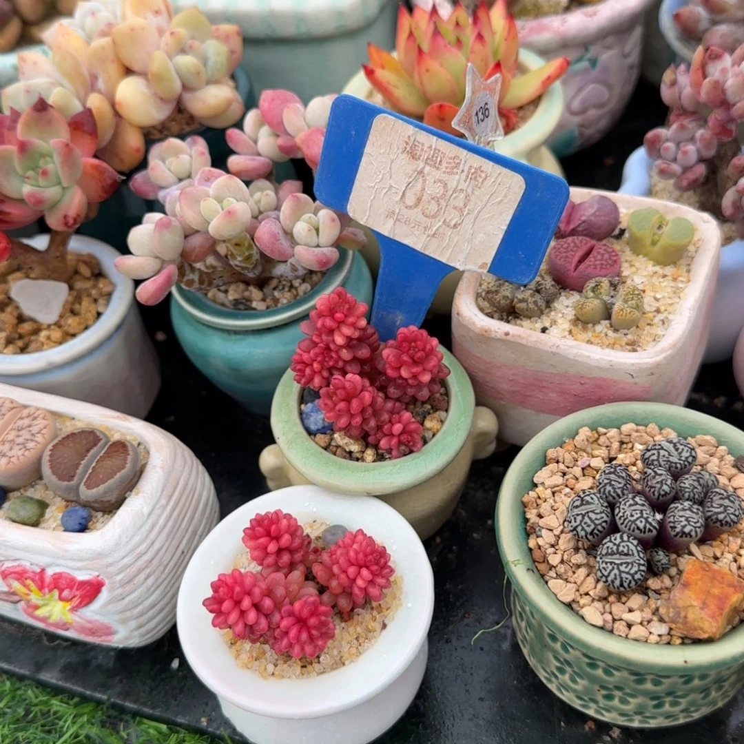 V***i剥肉，植物，米粒井琼生