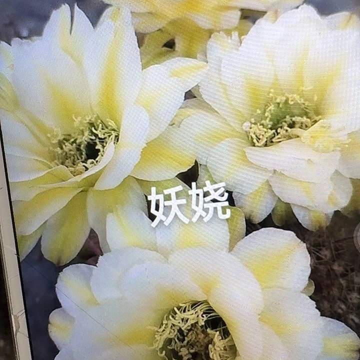 妖娆侧芽5公分左右毛花柱（20包邮）