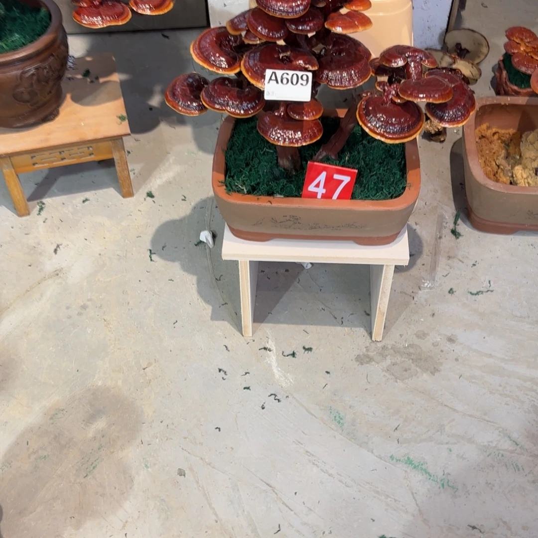 碎***两灵芝5558888兔兔兔兔兔