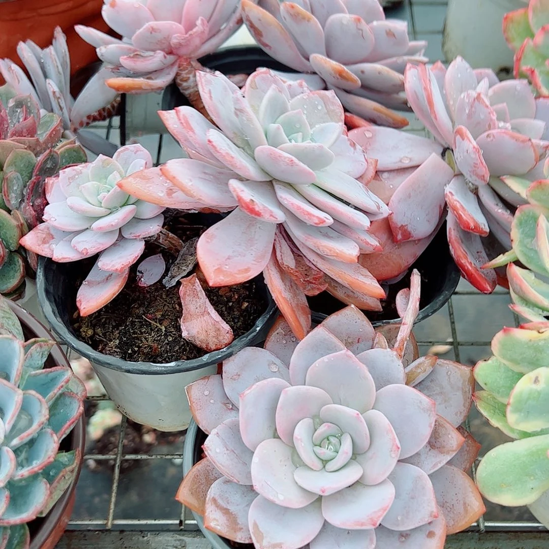 红茶大单头精品特价二盆