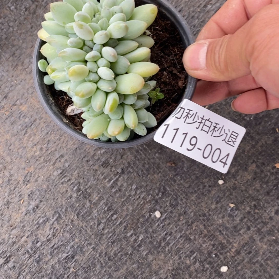 勿秒拍秒退1119-004奶糖缀