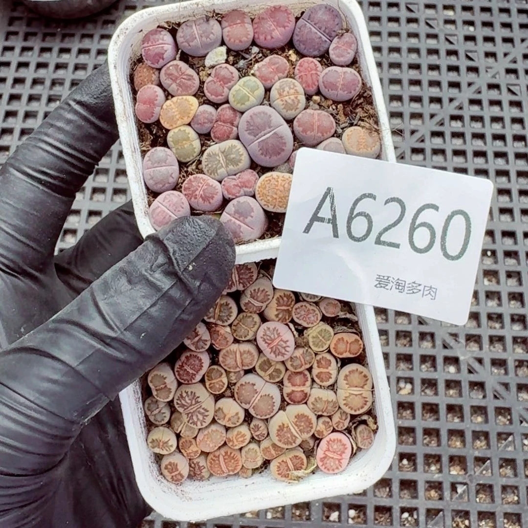 6260—生石花 生石花