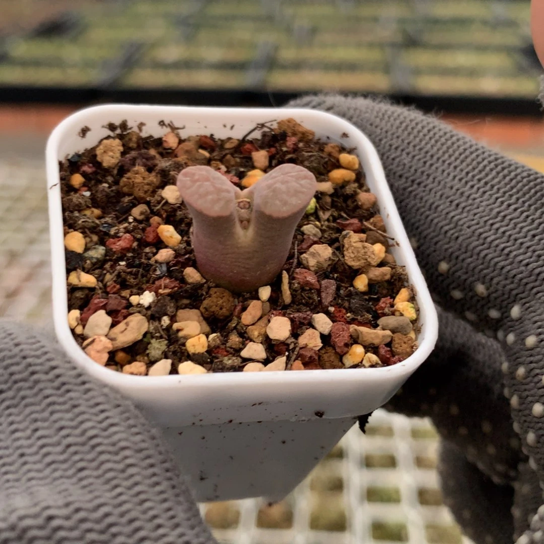 420磁铁风铃一颗