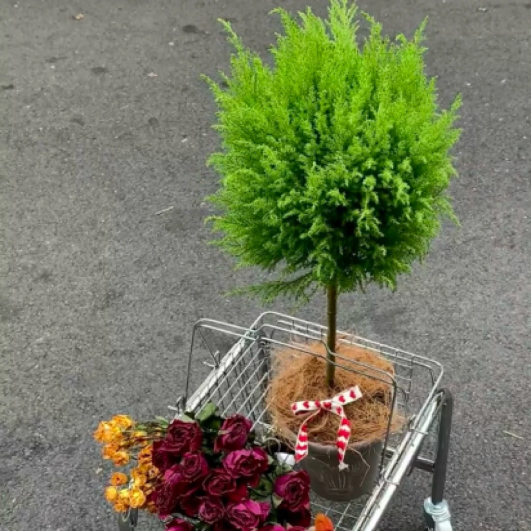 好养易活的香松棒棒糖耐热耐寒还有淡淡香味绿植室内