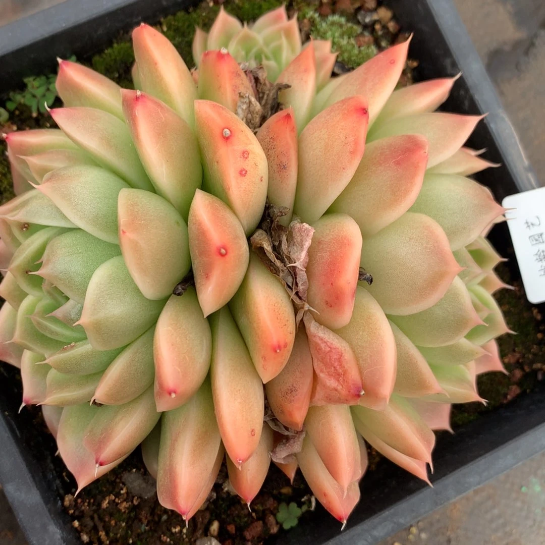 6053散群价不包整散杂交多肉老桩