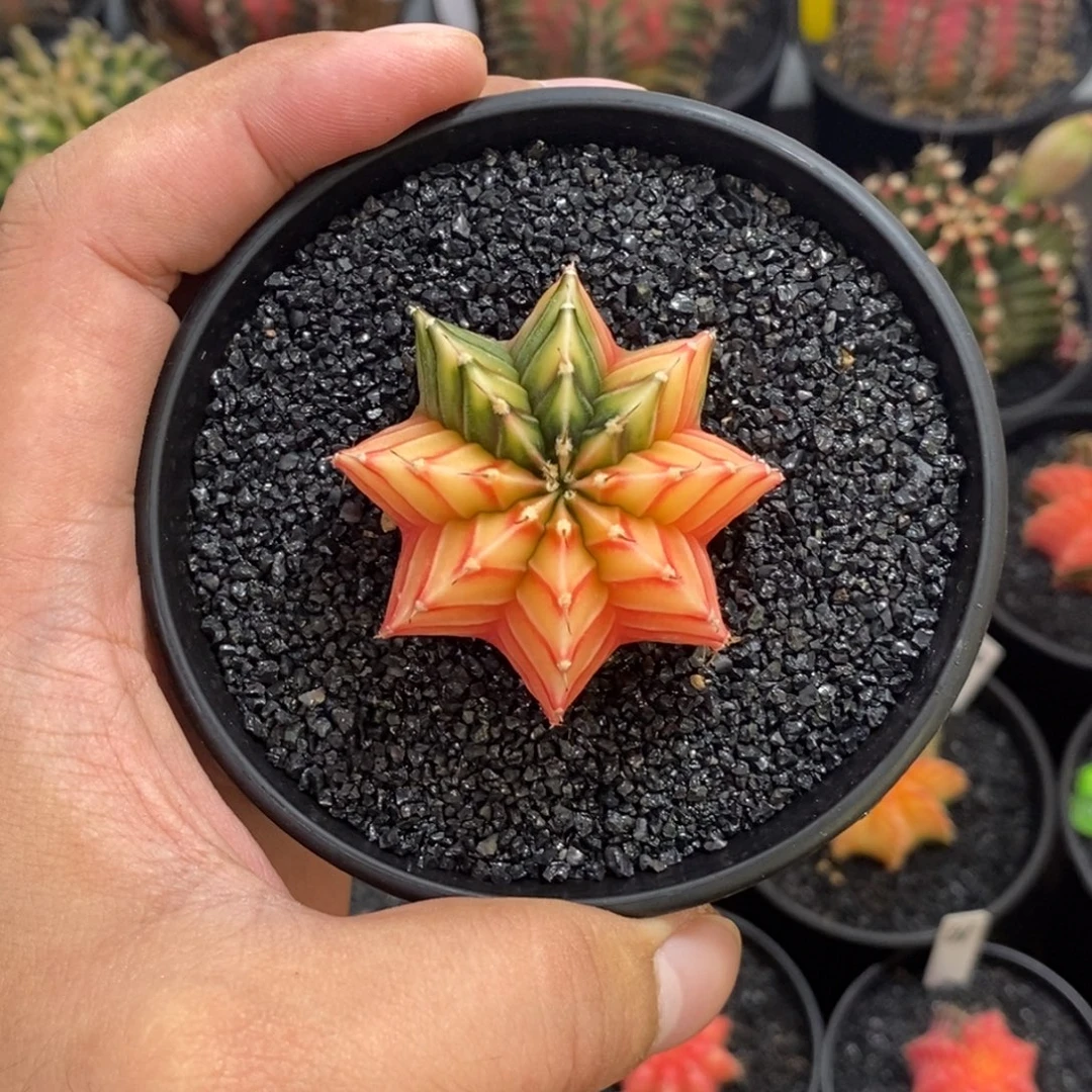 泰系肋骨锦——带盆土发货26