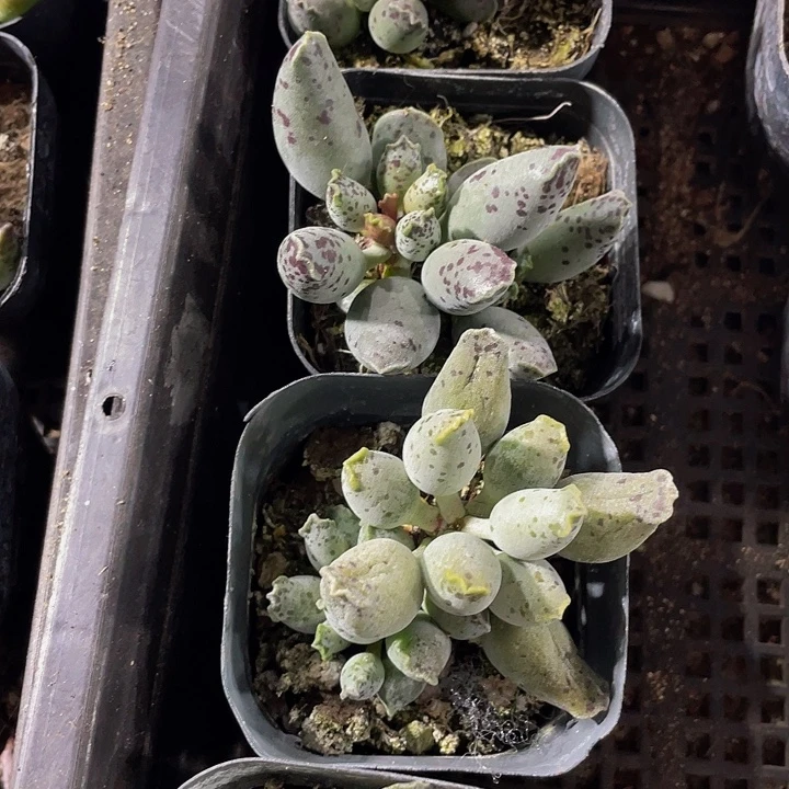 3.8的海豹带盆土发