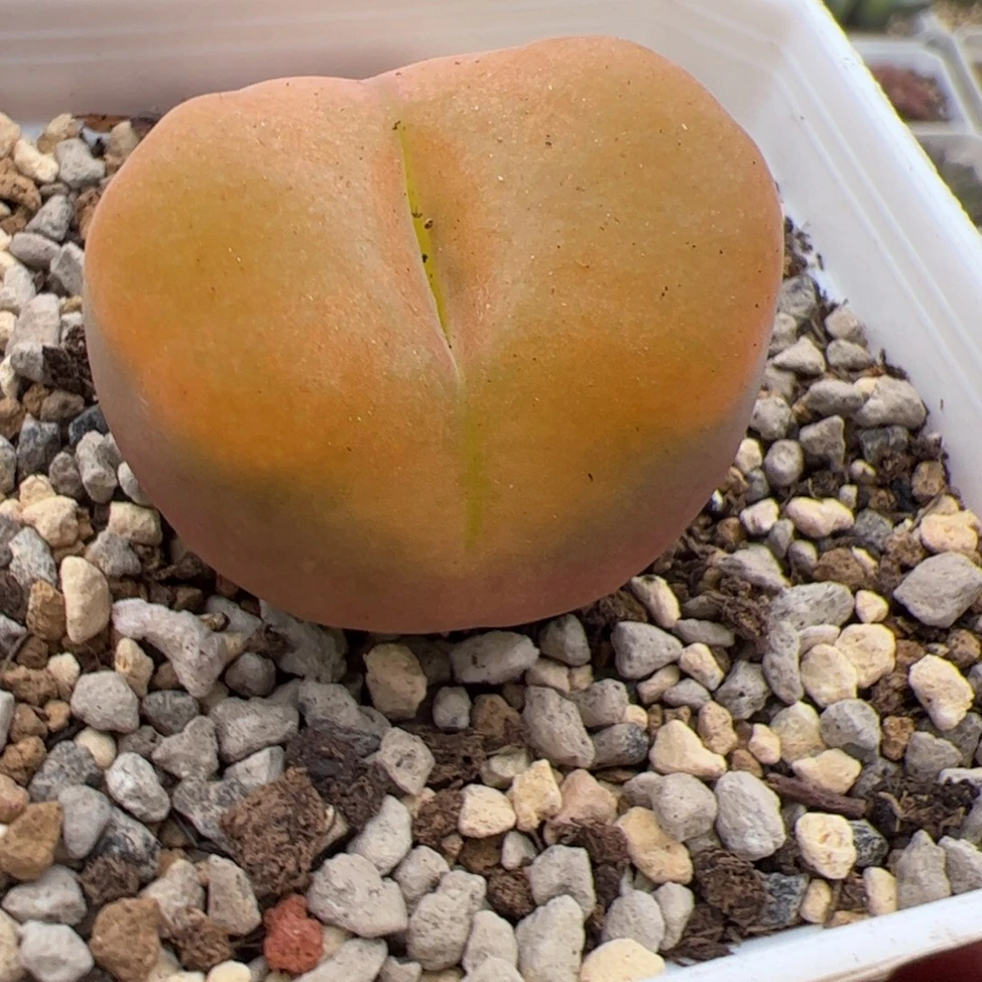 9.26桃子多肉植物19