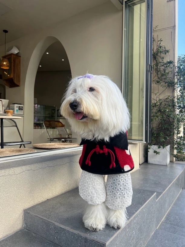 大狗年服披风羊羔绒熊猫针织夹丝绵内里抗菌保暖抗静电