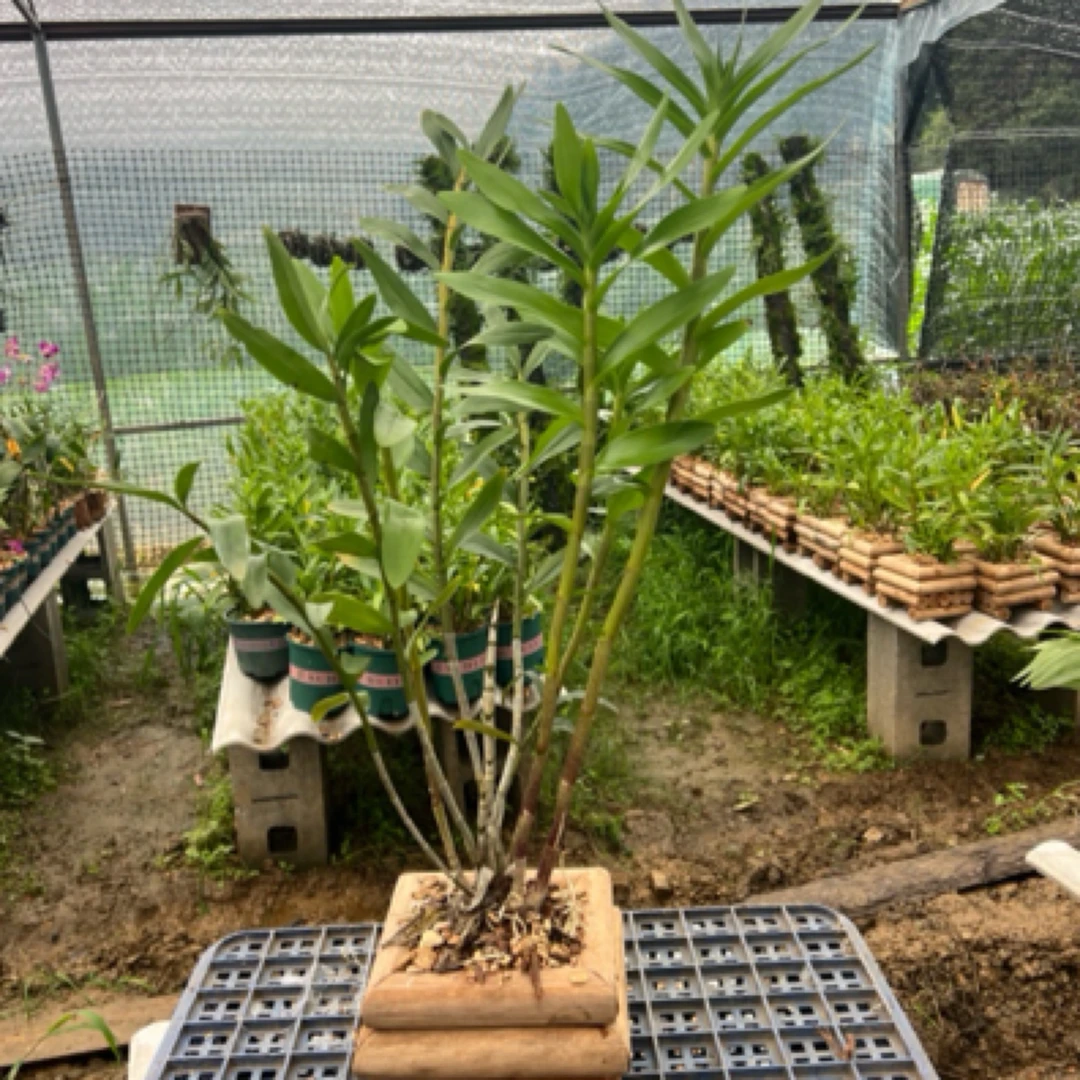 大苗红勺唇6月份花期