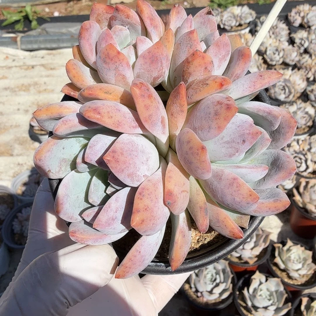 688十二公分芙蓉雪莲满20包邮