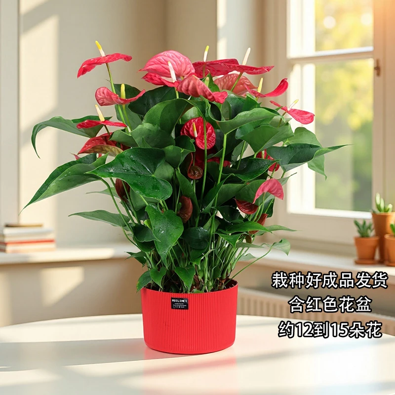 红掌盆栽大型花卉室内客厅庭院绿植花卉植物开花植物（浪琴盆）