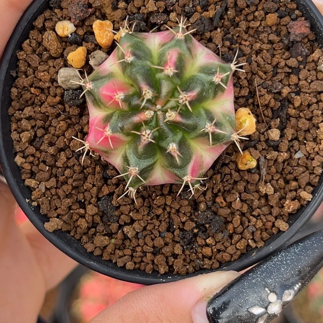 1102 侧牙米哈 带盆土发货