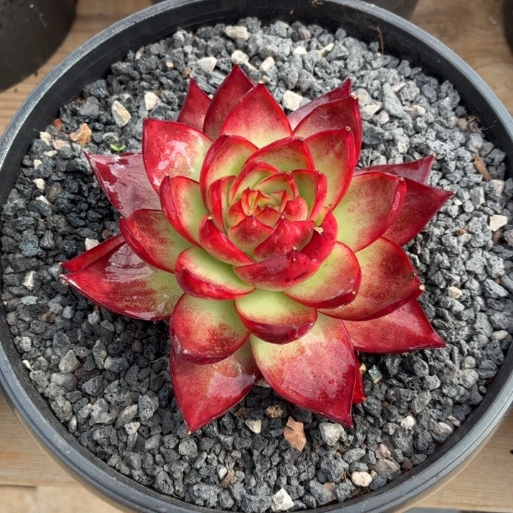 开播福利 惊鸿仙子-4