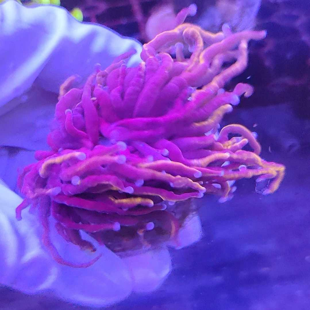 智海海洋珊瑚 不支持退货不包邮
