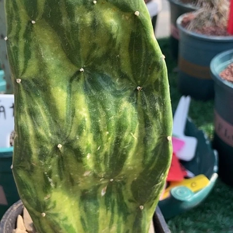 仙人掌胭脂锦一片现切10 cm以上