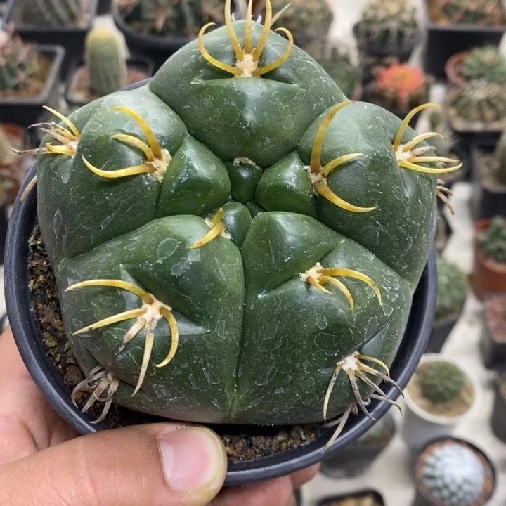 实生大号五棱海王特价