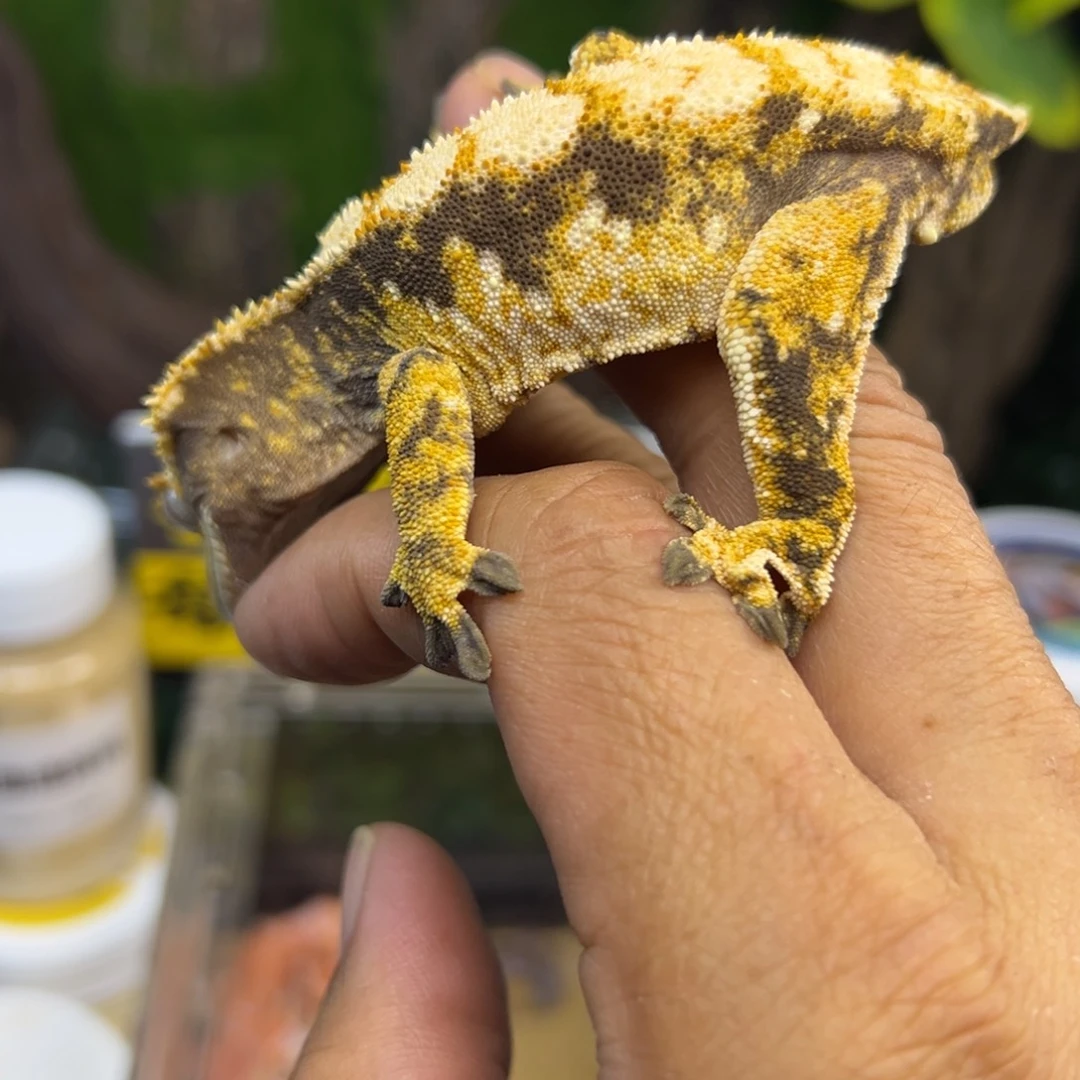 睫角守宫超黑底奶油超三