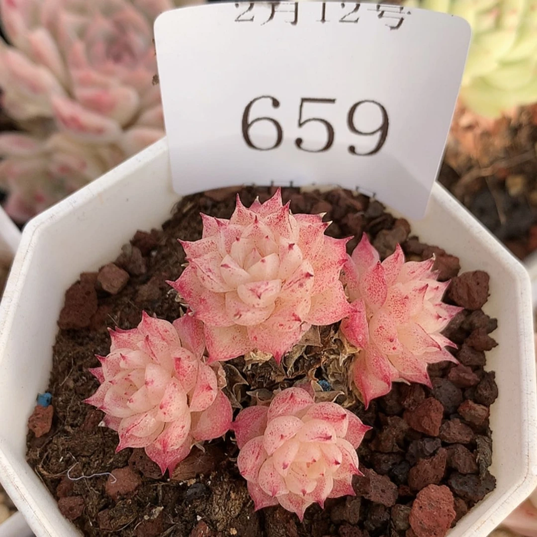 【闪购商品】云659