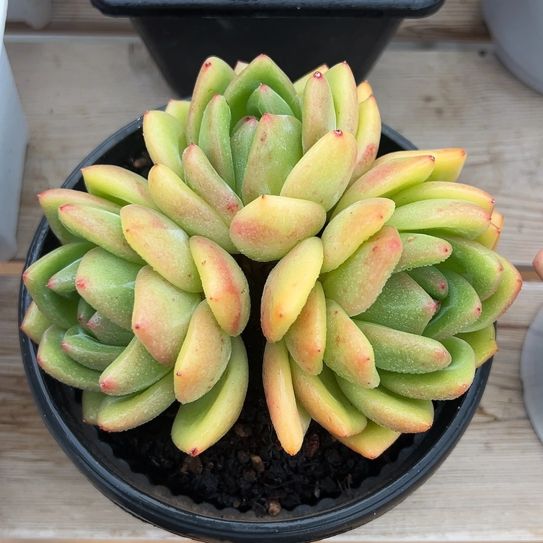 9-16-22精控彩虹龙