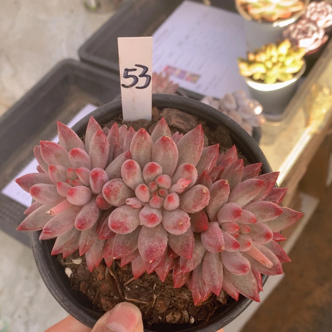 玉的额额444444455566