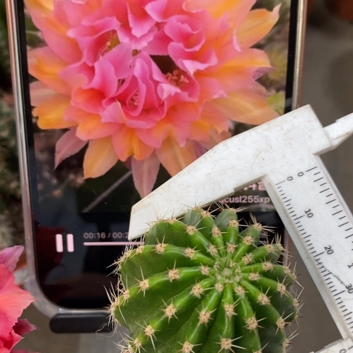 香香粉卷侧芽4公分左右