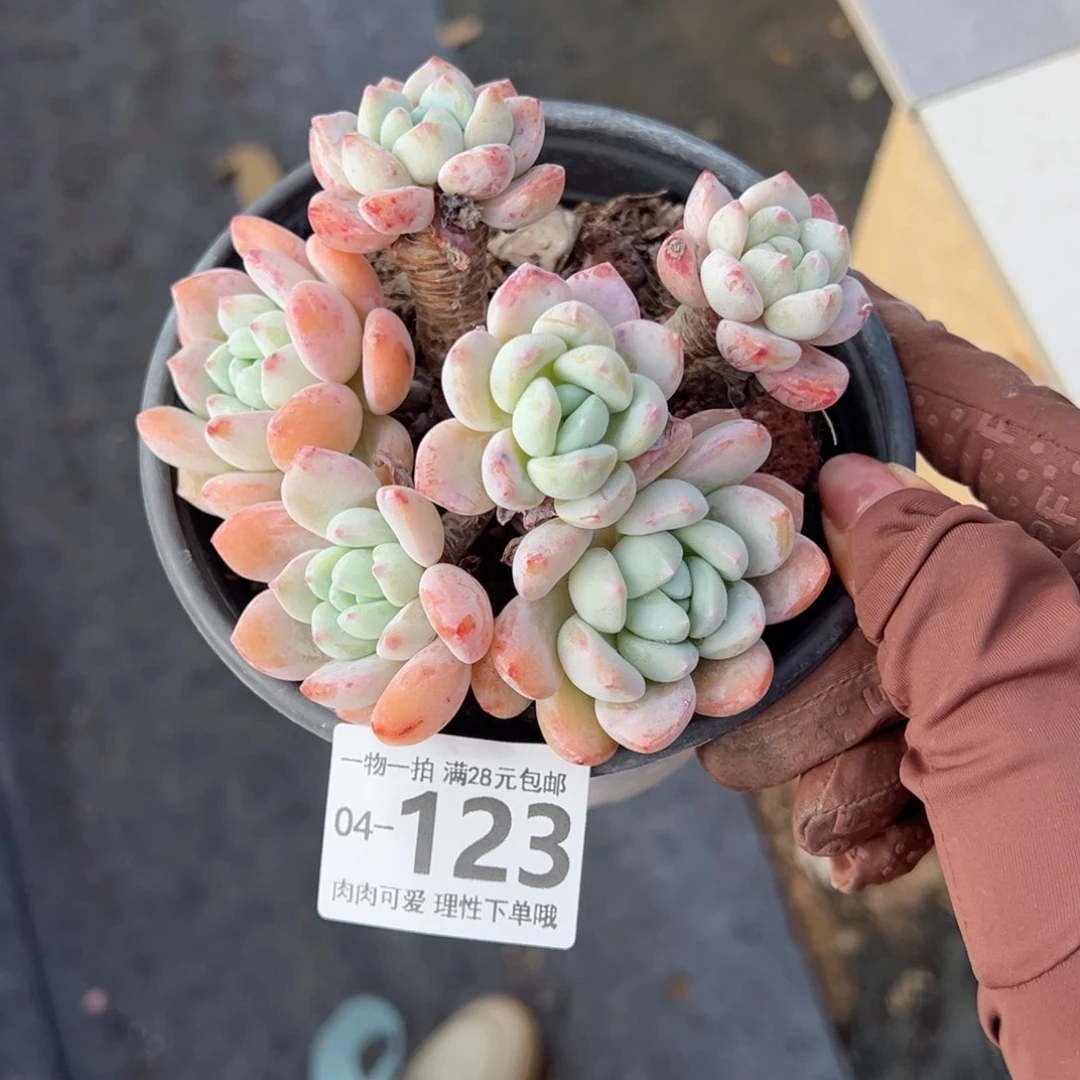 冷香多肉多肉多肉多肉