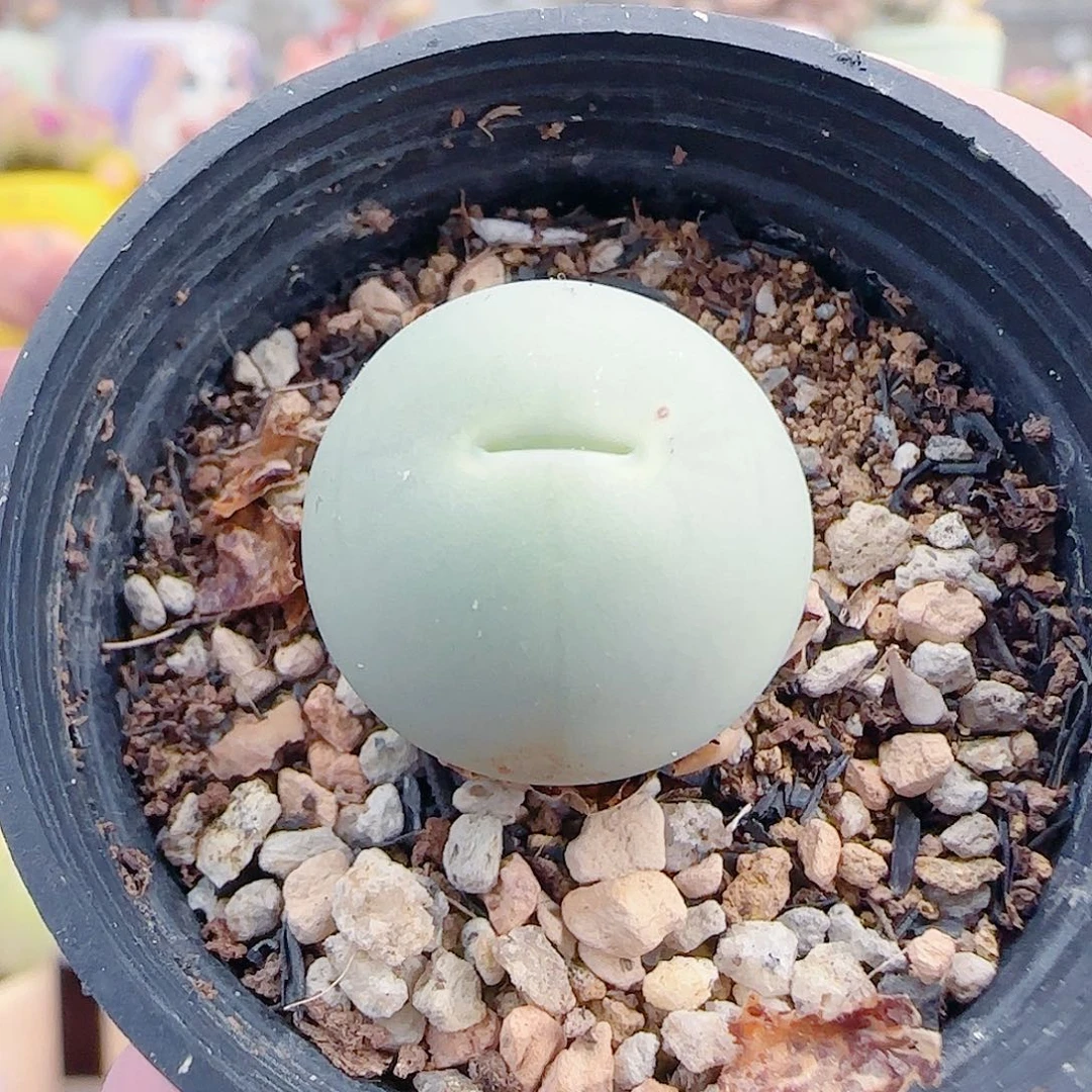 L 美人痣鸽子蛋 盆口3cm