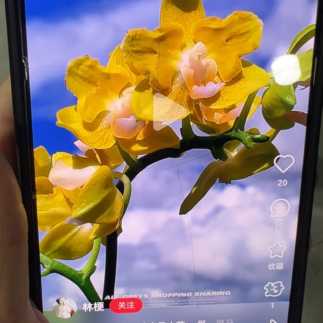 当前无花栽培后可以开花002香花2205多剑
