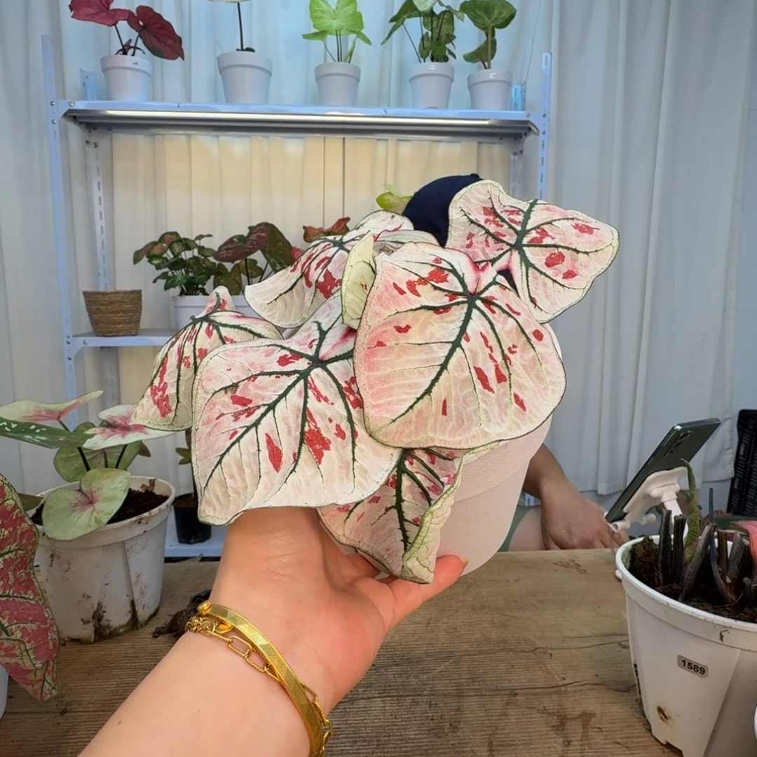 某***君无花朵孔雀羽   1456