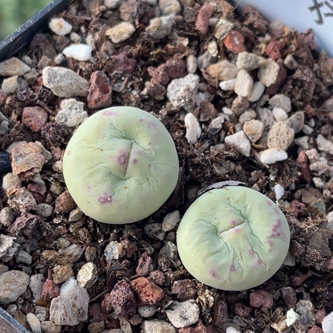 4-39嘴多肉植物肉锥