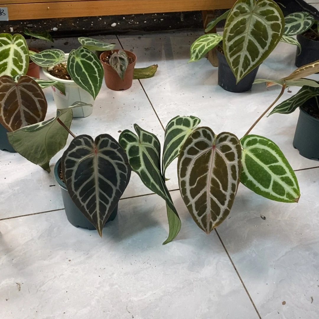 不开花植物红水晶2颗优惠